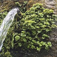 Brunnen an der Kleinen Enz