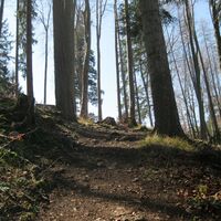 Türnitzer Höger