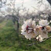 Marillenblüte in der Wachau