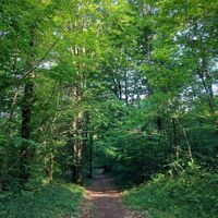 Wald von Rothonne in Belley