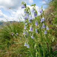 ein schöner Stock Bärtige Glockenblumen