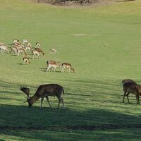 Wildgehege Vollererhof