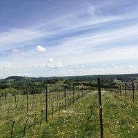 Weingärten aber auch Obst- & Holdundergärten säumen den Weg