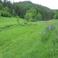 Das wildromantische Köllbachtal