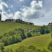 Weinberge