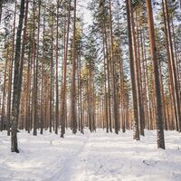 Hämeenlinna/ Aulanko, Finnland