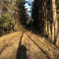 Durch dichten Wald