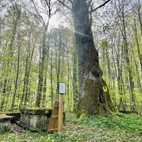 Der Grüne Tisch