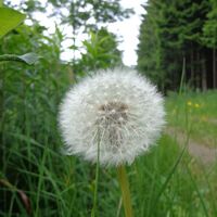Natur pur - am Waldweg zurück in die Stadt Gmünd