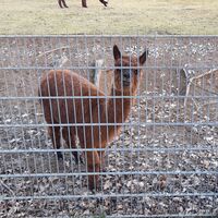 Tiere in der Wilhelma (Alpaka)
