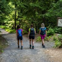 Rückweg durch den Wald - geologischer Lehrpfad mit Details und Infos
