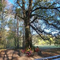 Bilder-Eiche