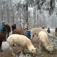Winter Lama_Alpaka Wanderung