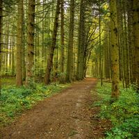 Schwarzwald beim Bulerwaldstern