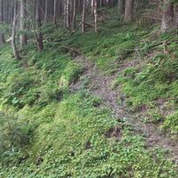 Wir sahen duzende solcher Wege in den Wald hinauf, da aber kein einziger in unseren Karten eingezeichner war blieben wir auf dem markierten Weg