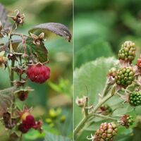 Im Sommer ist der Weg voll von Himbeeren und Brombeeren