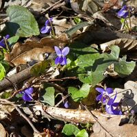 Weidlingbach - Steinriegl – Windischhütte