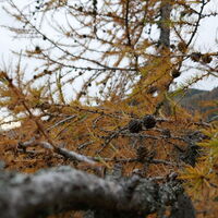 der goldene Herbst