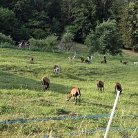 Ziegenweide auf der Talfahrt nahe