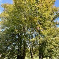 8 Linden bei Obendorf