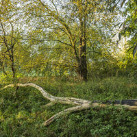 Stover Holz – Auwald mit seltenen Flatterulmen