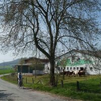 Kühe in Niedeck