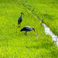 Störche in der Osteniederung am NORDPFAD Vörder See - Osteland