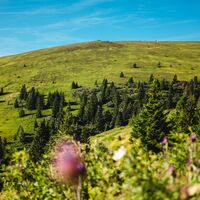 die sanfte Saualpe