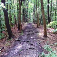 Salzgitter Höhenzug, Wanderweg 21 Kammweg mit Wurzeln