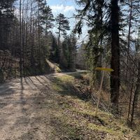 Nach einem weiteren bewegweisten Kaisersteig-Abzweiger (empfohlen wird, nicht jenen mit dem Zusatz "steil" zu nehmen) dann kurz auf einen Forstweg und hier rechts.