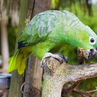 Vogelpark Heiligenkirchen