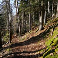 Trail durch den Wald