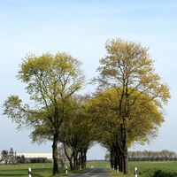 Barnebeck - Straßenbaumallee
