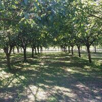 Die Walnussplantagen