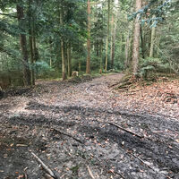 Durch die intakte Natur führt der Weg immer abwärts