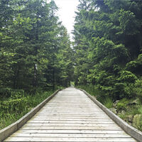 Bohlenweg Hochmoor Kaltenbronn