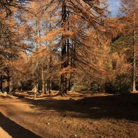 Goldiger Herbstwald im Val Vau