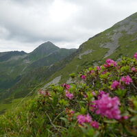 Almrausch bringt ein bisschen Farbe ins Spiel