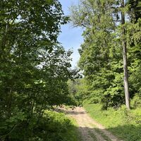 Wenn in den Baumkronen plötzlich schwere LKWs auftauchen, weiß man, dass die Autobahn nimmer weit weg is..