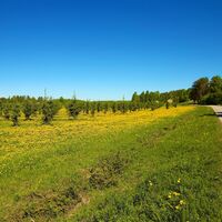 Auf Mikkolanniemi gepflanzte Fichten