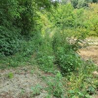 11.8 km Bei der Jungbepflanzung gerade weiter auf verwachsenen Weg