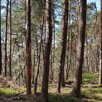Waldpfad