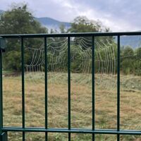 Spinnengitter am Weg