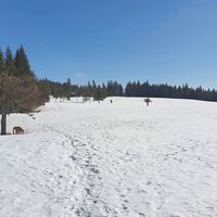 2.2 km Wir gehen links des Holzablagerplatzes die untere Teufelsteinwiese hinauf