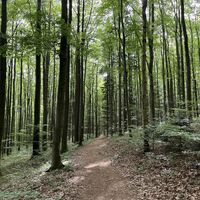 Nun auf federndem Waldboden herrlich eben neben schlanken Buchen vorbei weiterschlendernd..