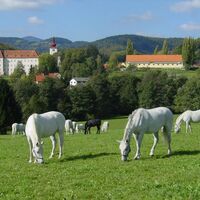 Lipizzaner auf den Weiden