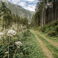 Grünes Paradies im Obertal
