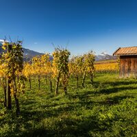 Sonnige Velotour durch die Reben