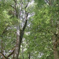 Allee im Sulzbachgraben