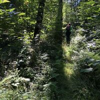 Ennepetal_Auf dem Karstweg_Weymouth Kiefern